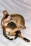 [Oriental brown spotted tabby]