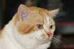 [Manx red blotched tabby et blanc, Aragorn de Lord of Man, éleveur Georges Catell, photo expo Sens 2008]