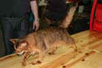 [Somali lièvre, Catzanova Tiziano, éleveur, propriétaire Bernard Clergue, photo expo Pontoise mars 2005]