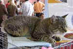 [Pixie-Bob brown spotted tabby, Livinglegend William, propriétaire Murielle Bovyn, Photo expo Charleroi, 20 août 2006]