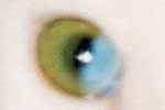 [Curiosité de la nature : un oeil moitié vert, moitié bleu chez un Oriental blanc]